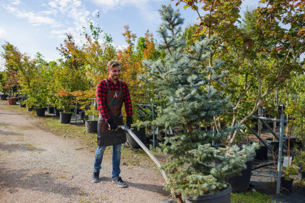 Best Emergency Tree Removal  in Oak Forest, IL